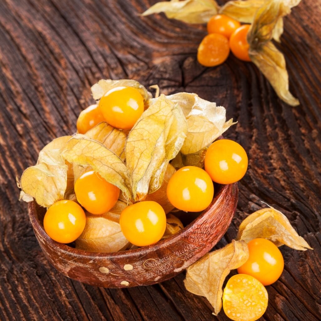 Physalis Amour En Cage - Plants Et Semences BIO - Finistère - Foto 3